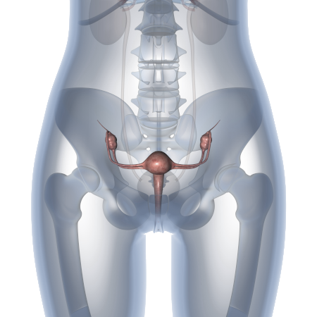 genitourinary